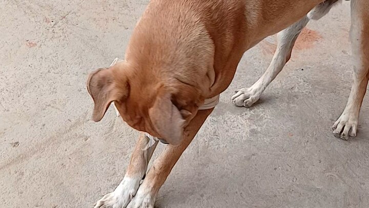 roco mi perrito
