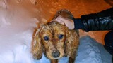 [Hewan]Menyelamatkan seekor anjing liar yang hampir mati kedinginan
