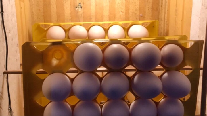 Home made egg incubator