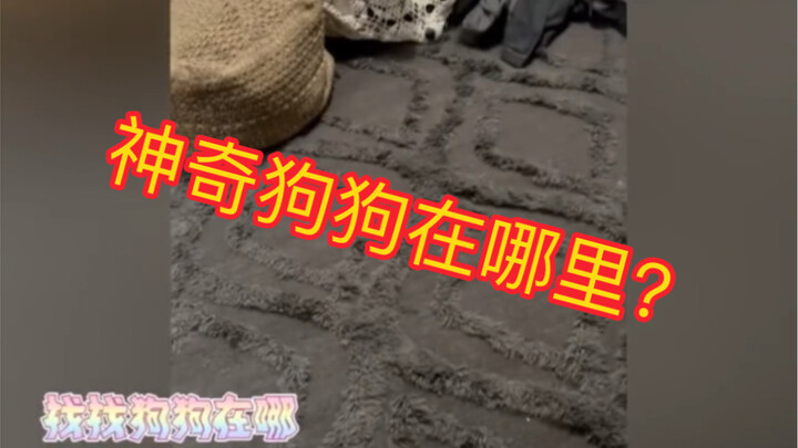 Did you find the little dog that was hiding～?