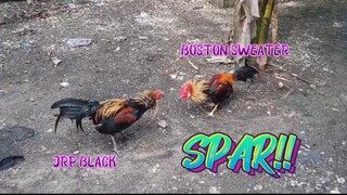 JRP Black VS Boston Sweater ng kapitbahay!   JRP Gameyard