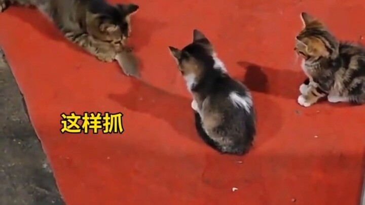 ทำไมลูกแมวบางตัวจับหนูเก่ง แต่บางตัวกลับจับไม่เป็น