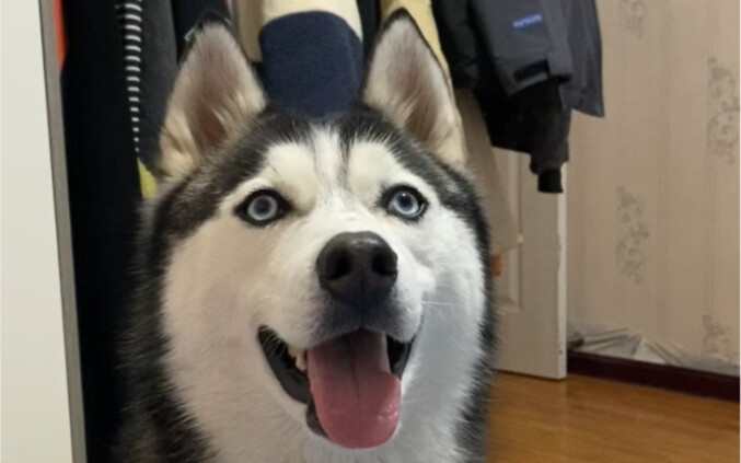 Tanpa face‑beautify dan filter, anjing husky ini benar‑benar menggemaskan, ya