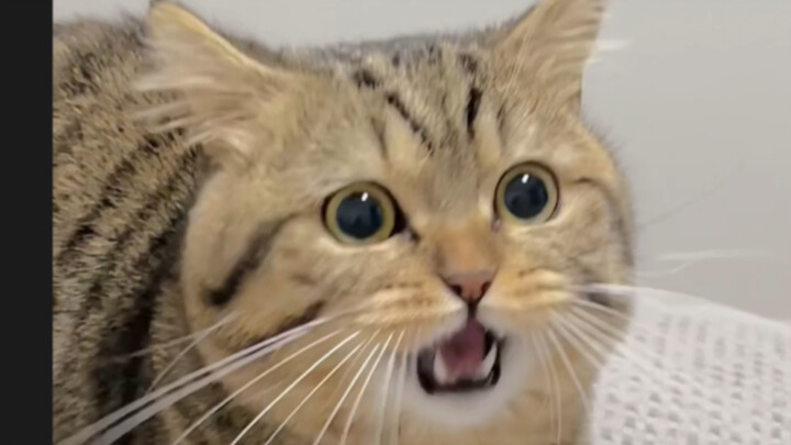 You are not my real mother at all! You bad woman