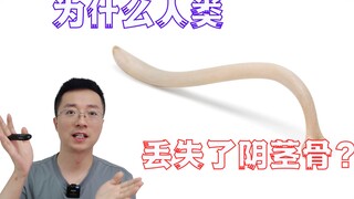 人类为什么丢失了阴茎骨？