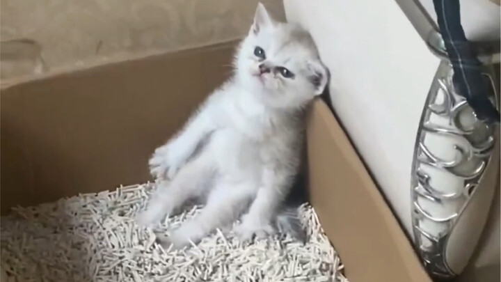 Kitten: Who cares about their image when they’re constipated!