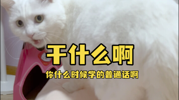 I heard Doudou Mi speak to me in perfect Mandarin: “What are you doing? Hahaha! When did you start l