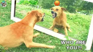 Scared Dog Reaction - Funny Animals Videos P4| Amazing Animals