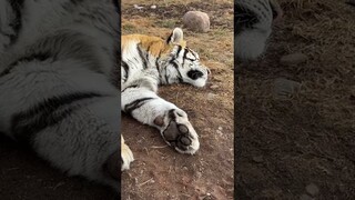 “Decisions, decisions…”, says rescued tigress Daisy #GameTok #SmellLikeIrishSpring #lions #Shorts