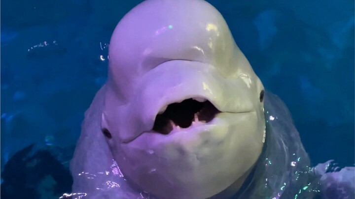 小黑好几天没有看到我了，看到我之后不停的在叫。最纯粹的感情无疑是动物对人类的爱