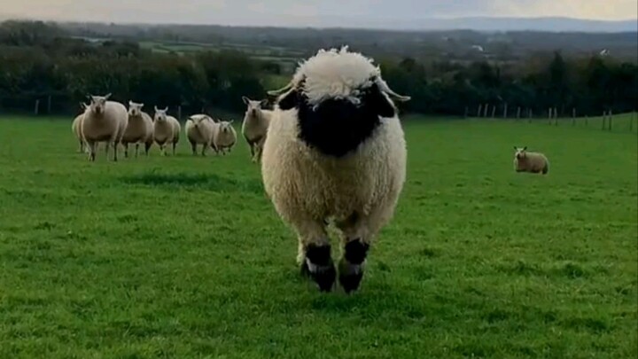 “Tag cô gái đáng yêu nhất để cùng xem Shaun the Sheep”