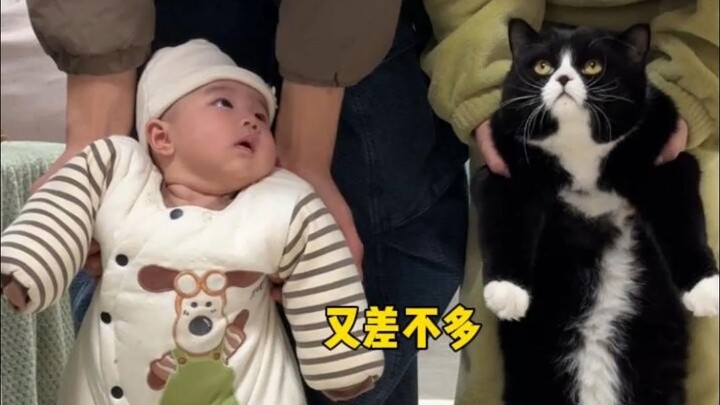 Damn! There are creatures as cute as cats!