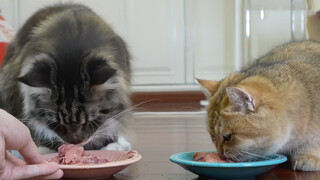 Is Maine Coon a Big Eater? Let’s Have a Test