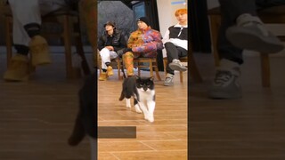 the cat is the main character in "Surprise Don't Lie" 🐱 #GOING_SVT