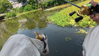 Setelah mengambil seekor bebek di taman, dia bersikeras untuk pulang bersamaku.