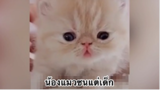 เพื่อนตัวน้อย สัตว์เลี้ยงแสนซน : แมวเหมียวซนแต่เด็ก