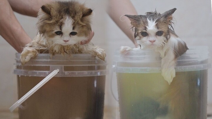 What happens when you bathe a cat with catnip?