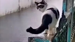 Holy shit, Zorro Cat!