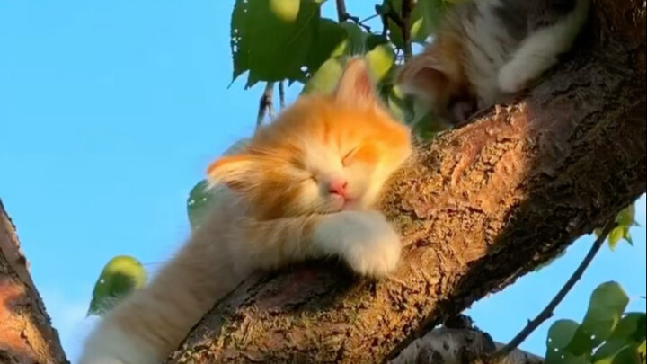 “An ordinary afternoon planted the seeds for a hazy moment years later…”