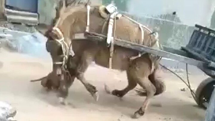 Tôi không thể tin được, một con chó pit bull tấn công một con ngựa và nhiều người không thể ngăn nó 