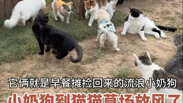 เจ้าไฉ่ซินออกมาเดินเล่น แล้วก็เลยจัดการสร้างมุมพักผ่อนอเนกประสงค์ขึ้นมาสักหน่อย