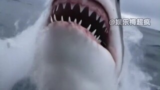 Hiu, manusia adalah serangga yang bermanfaat.