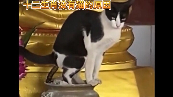 Tội nghiệp quá! Ai đáng đắc tội thì đều đã đắc tội hết rồi! 12 con giáp không có mèo, là có nguyên n