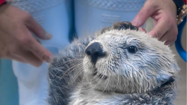 The little sea otter secretly eats ice cubes when he is hungry and is afraid of being discovered. Th