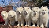 [Dogs] When six Samoyeds go out on the razzle...