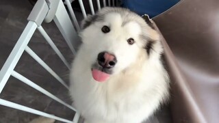 I have to teach this dog to like to bite and destroy