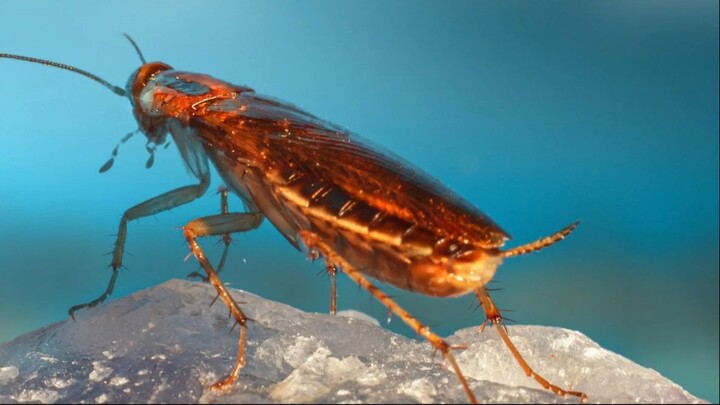 The Cockroach Janta Party (CJP) is an Indian usa in