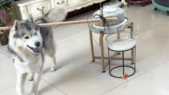 ฮัสกี้ปั่นถั่วเหลืองแบบช้าๆ