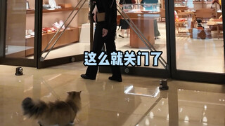 When the cat world's social bully insists on going into Hermès when others are off work