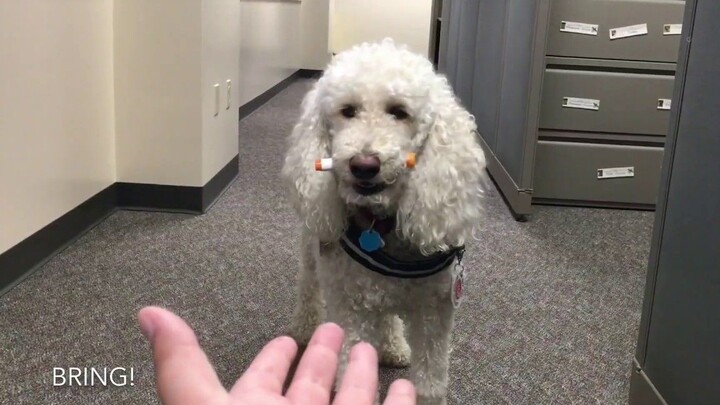 What Do Psychiatric Service Dogs Do?