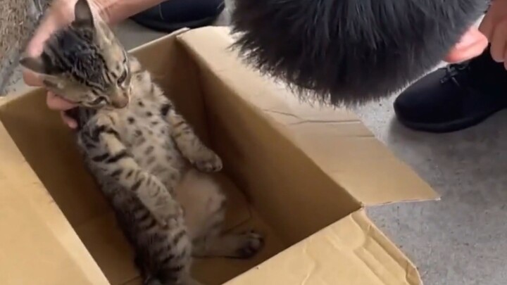 Kucing kecil yang suka makan sembunyi-sembunyi mencuri "ikan kering", tapi cakarnya malah tersangkut