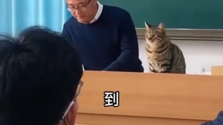 What if the kitten also paid tuition?