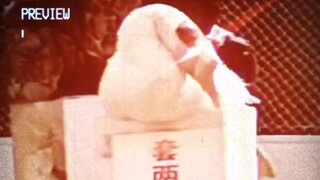 Angsa: Sudah menjadi makhluk ajaib