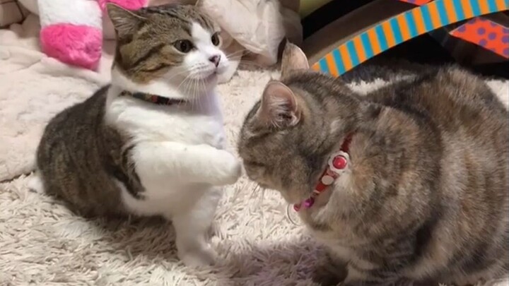 Mischievous little brother cat is cowed by sister cat’s imposing presence and doesn’t dare move a mu