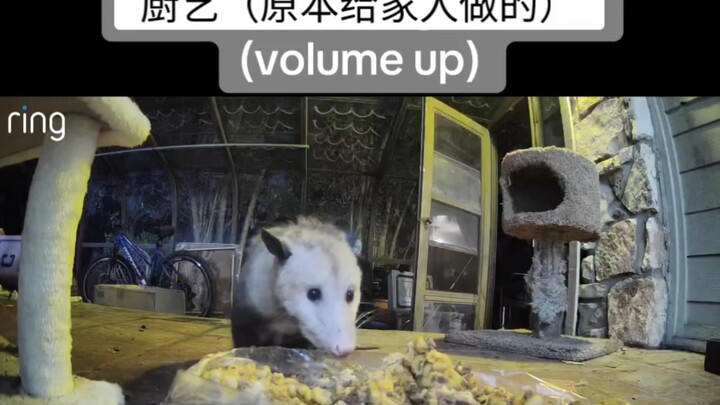 Opossum: So yucky, but I’m so hungry.
