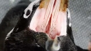 You are a penguin (sad)