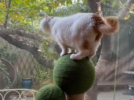 Kucing liar berubah menjadi anak orang kaya di Beijing