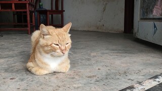 A little cat's rural life!