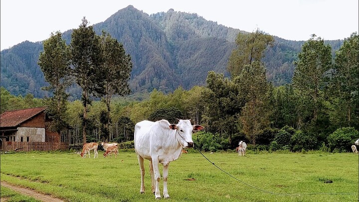 Trip to Desa Jampit Bondowoso