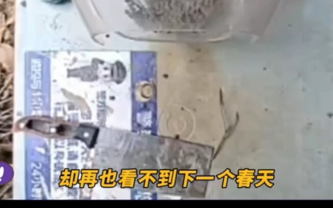 Chúng lẽ ra đã có thể đón mùa xuân.