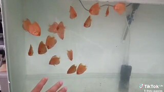 DISCUS FISH