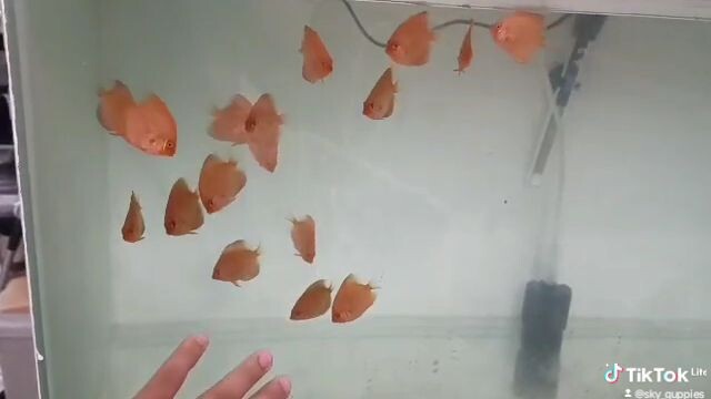 DISCUS FISH