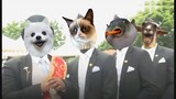 Funny Cat & Dog - Coffin Dance Meme Compilation