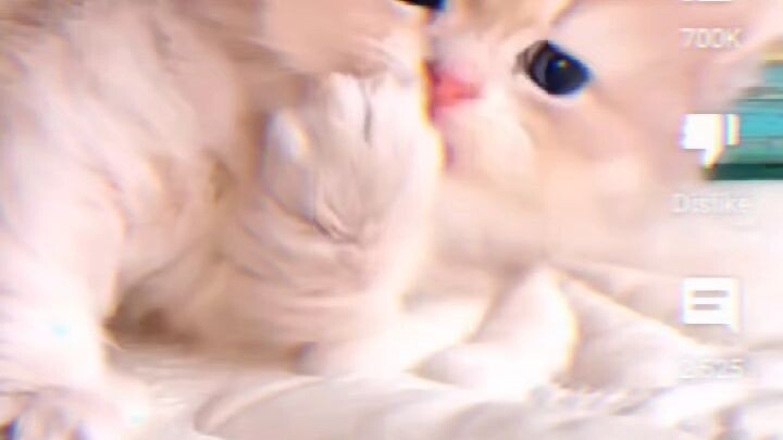 little cat