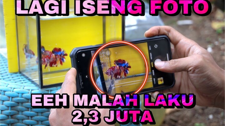 CANGA RAKA LAGI FOTO FOTO IKAN EHH MALAH LAKU 2,3 JUTE