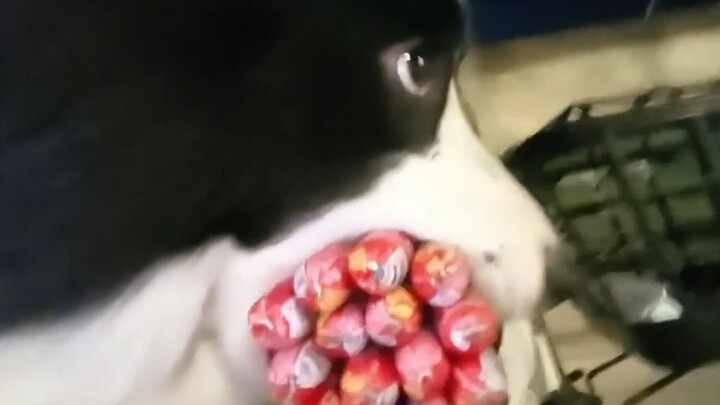 【مؤثرات صوتية للحيوانات】هذه الملايين الحمراء الكبيرة تنسحب!